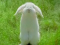 Evil bunny.jpg