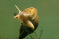 Dr. Snail.jpg